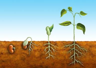 Quando fa�o plantio de sementes, elas quase sempre morrem; qual o problema?  - 09/06/2011 - UOL Casa e Im�veis - Tire suas D�vidas - Jardinagem
